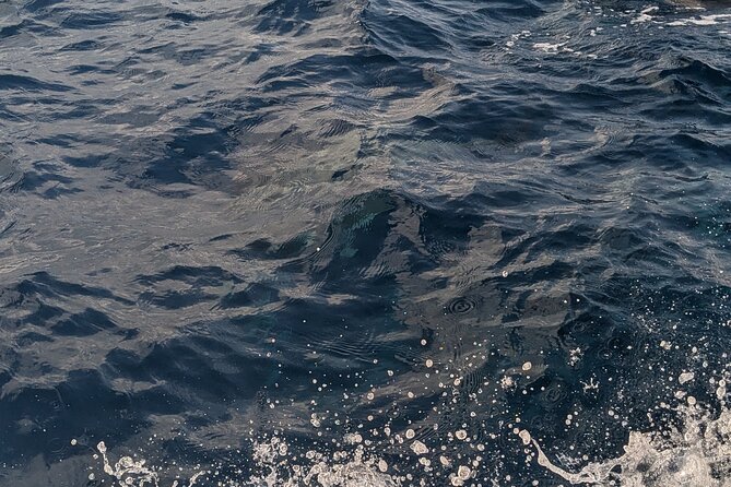 Mnemba Island Snorkeling and Swimming with Dolphins - Snorkeling the reef, with realistic expectations