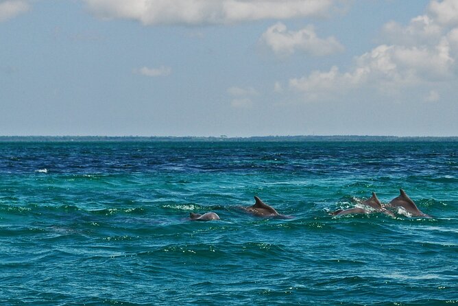 Mnemba Island Snorkeling and Swimming with Dolphins - What the $65 price includes