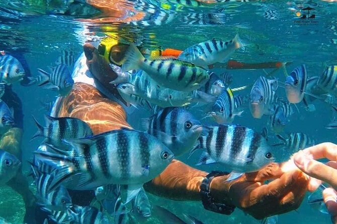 Mnemba island snorkeling tour - Is $100 a fair price?