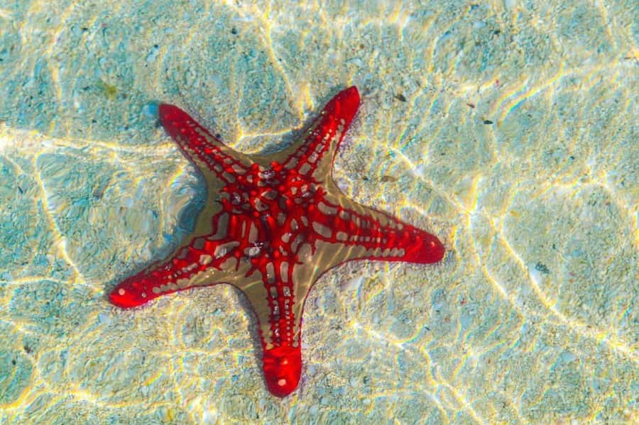 Mnemba Island, The Island Pongwe, Blue Lagoon Tour, The Rock - Who will enjoy this Zanzibar day most