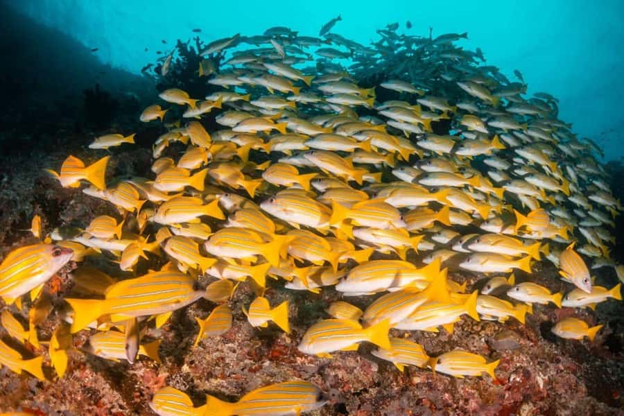 Mnemba Island, Turtle Tour, Kuza Cave, The Rock - Key points at a glance