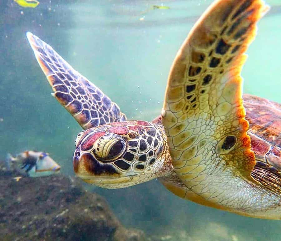 Mnemba Island, Turtle Tour, Kuza Cave, The Rock - Mnemba Atoll sets the tone for the day