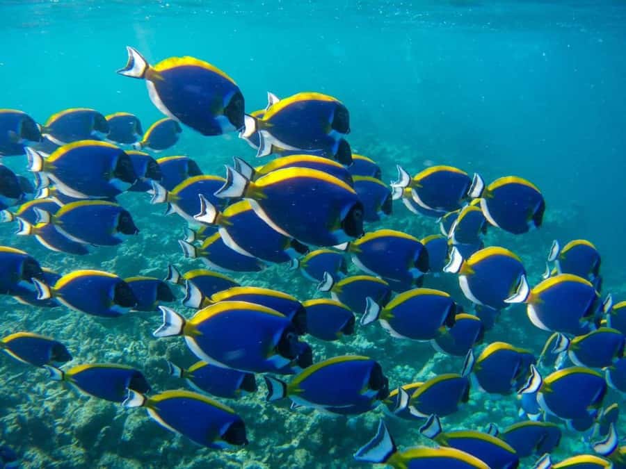 Mnemba Island, Turtle Tour, Kuza Cave, The Rock - Private guides make a difference over ten hours