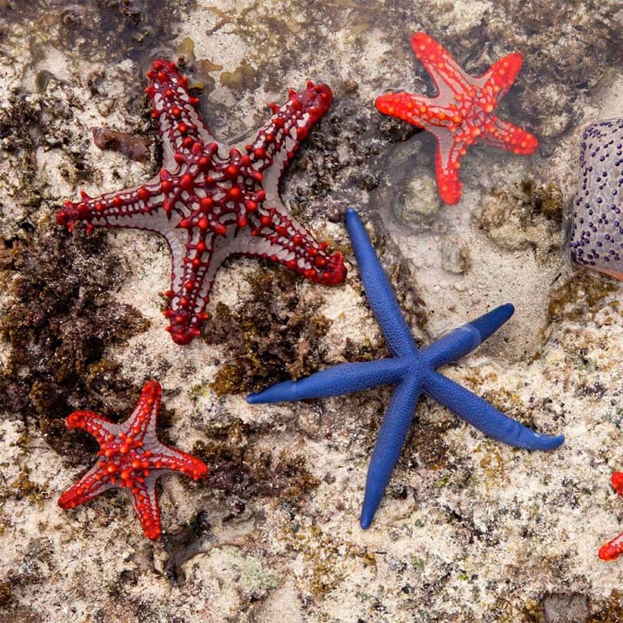 Mnemba Island, Turtle Tour, Kuza Cave, The Rock - How the $160 price compares with the day you get
