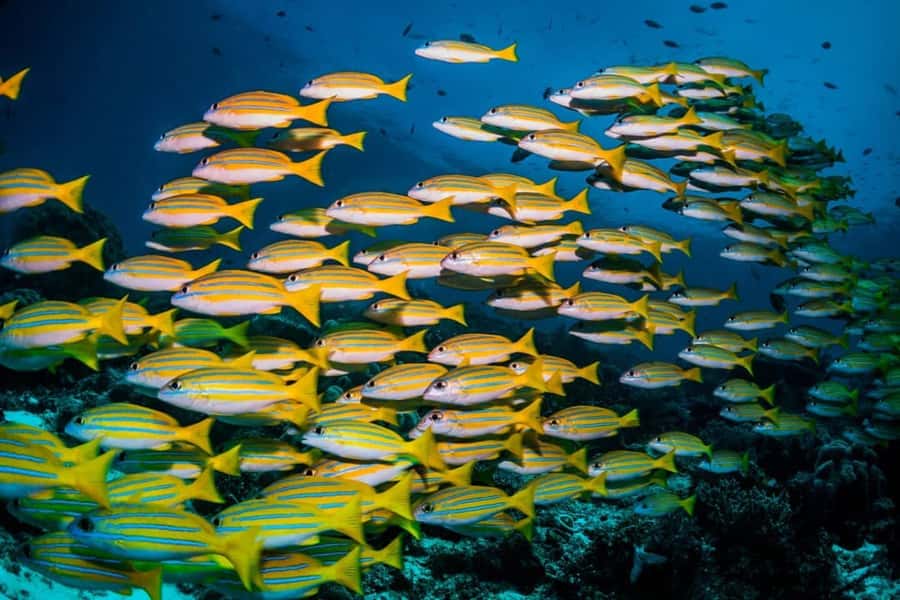 Mnemba Island, Turtle Tour, Kuza Cave, The Rock - Who will enjoy this Zanzibar combination tour