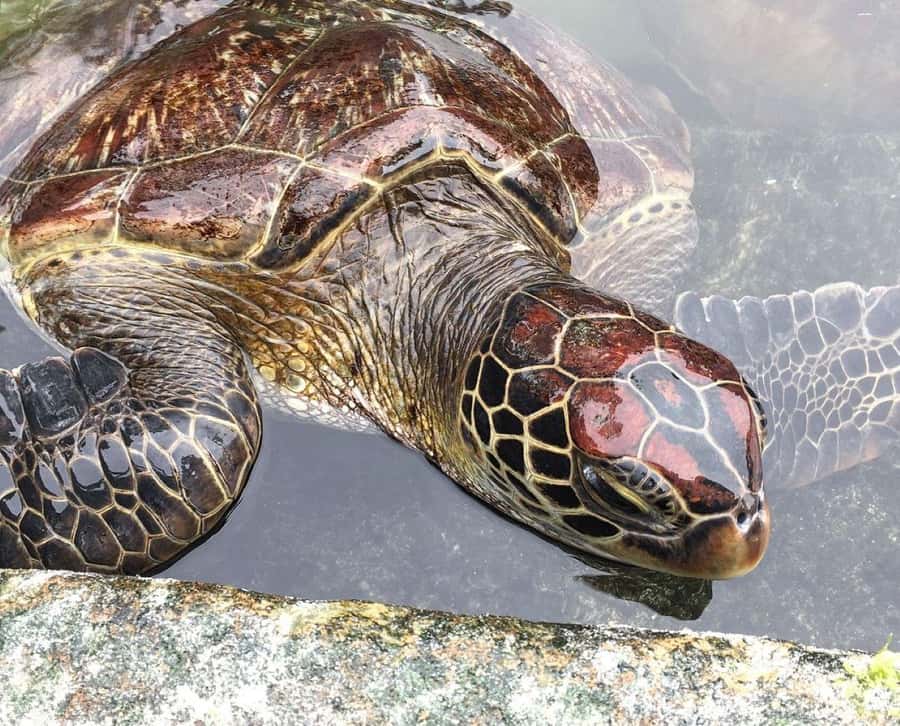 Mnemba Island, Turtle Tour, Kuza Cave, The Rock - Baraka Natural Aquarium brings you close to turtles