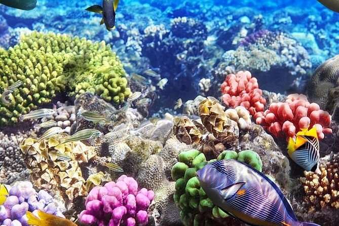 Mnemba Island with Lunch; Salaam Cave; Kuza Cave Tour; The Rock - Salaam Cave: a close look at sea turtles