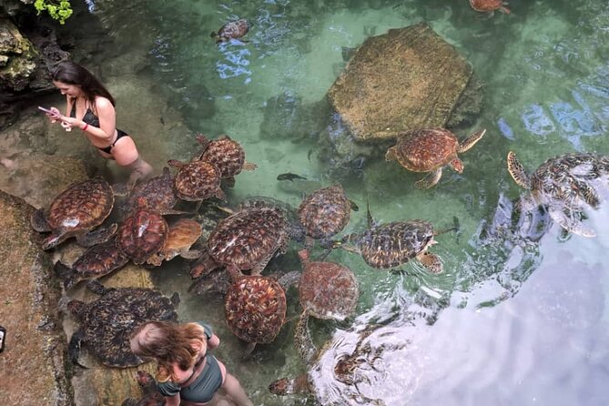 Mnemba Snorkeling, Dolphin and Baraka Natural Aquarium - Snorkeling around Mnemba’s coral reef