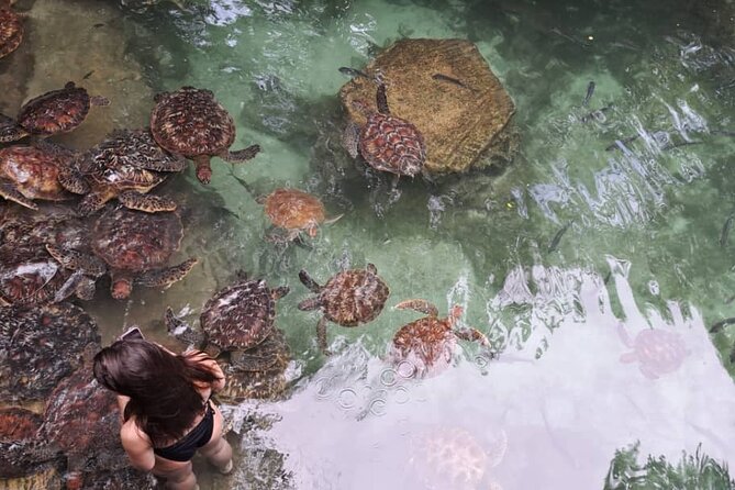 Mnemba Snorkeling, Dolphin and Baraka Natural Aquarium - The Mnemba sandbank and the role of the tide