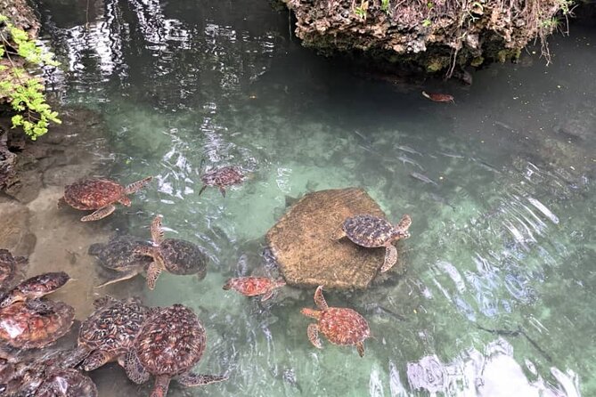 Mnemba Snorkeling, Dolphin and Baraka Natural Aquarium - What the five-hour schedule feels like