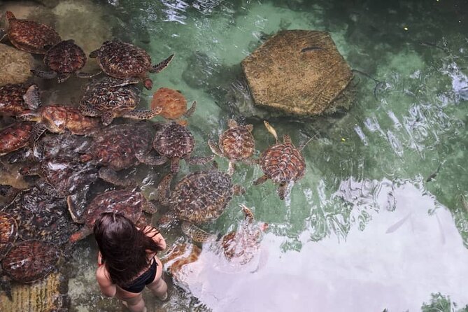 Mnemba Snorkeling, Dolphin and Baraka Natural Aquarium - Who will get the most from the $75 price