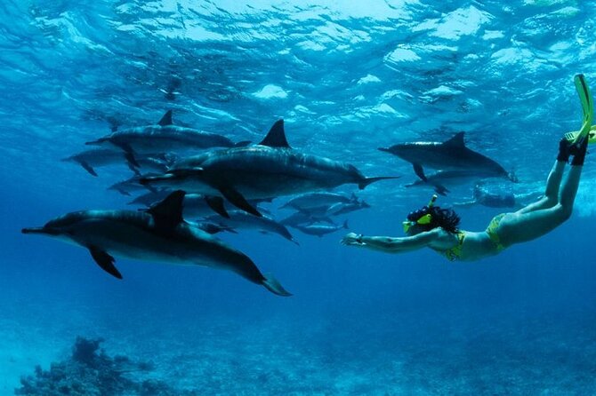 Mnemba Snorkeling, Dolphin and Baraka Natural Aquarium - Looking for dolphins at the first stop