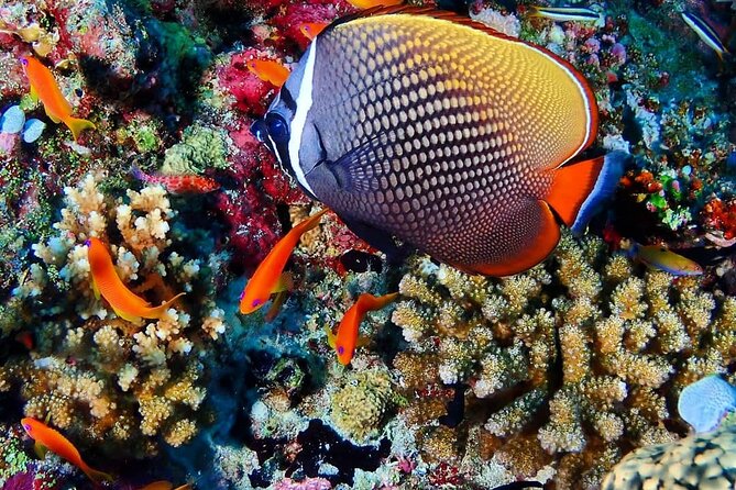 Mnemba Snorkeling, Kuza Cave, Blue Lagoon, Starfish Tour, The Rock Restaurant - The early start and the long road south