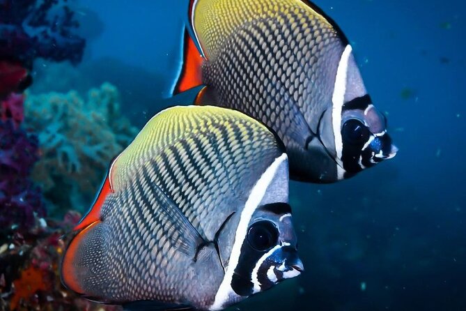 Mnemba Snorkeling, Kuza Cave, Blue Lagoon, Starfish Tour, The Rock Restaurant - Kuza Cave: a calm change of scene