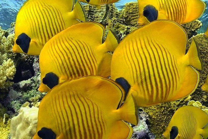 Mnemba Snorkeling, Kuza Cave, Blue Lagoon, Starfish Tour, The Rock Restaurant - Blue Lagoon near Michamvi