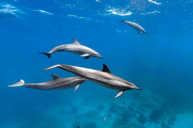 Mnemba Snorkeling, Kuza Cave, Blue Lagoon, Starfish Tour, The Rock Restaurant - Lunch at The Rock Restaurant