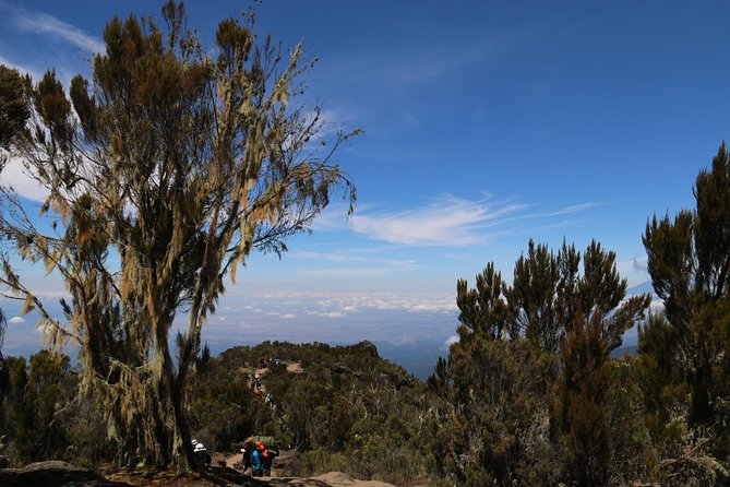 Mount Kilimanjaro Day Hike - Why the Private Format Matters