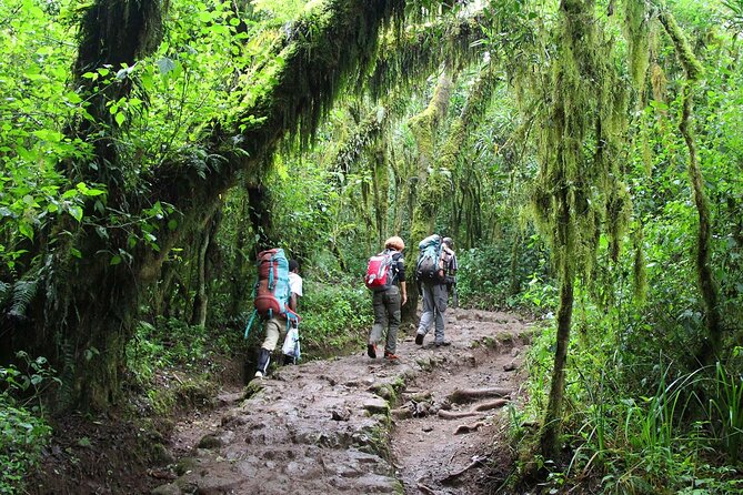 Mount Kilimanjaro Day Hike Through Marangu Route to Mandara Hut - Is $265 a fair price?