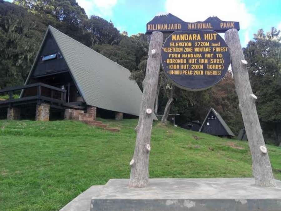 Mount Kilimanjaro National Park Day Trip - Rainforest wildlife: blue monkeys, colobus monkeys, and birds