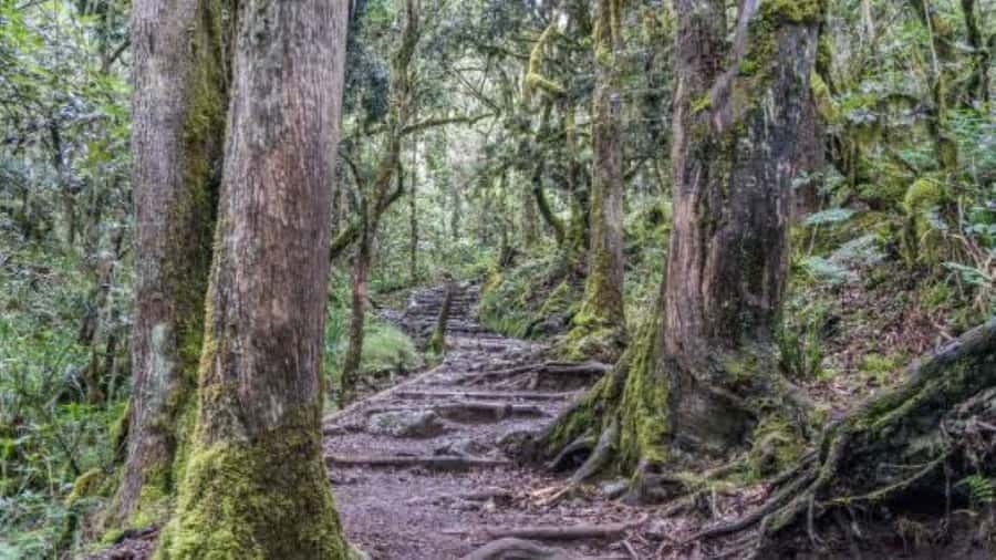 Mount Kilimanjaro National Park Day Trip - Mandara Hut at 2,700 meters
