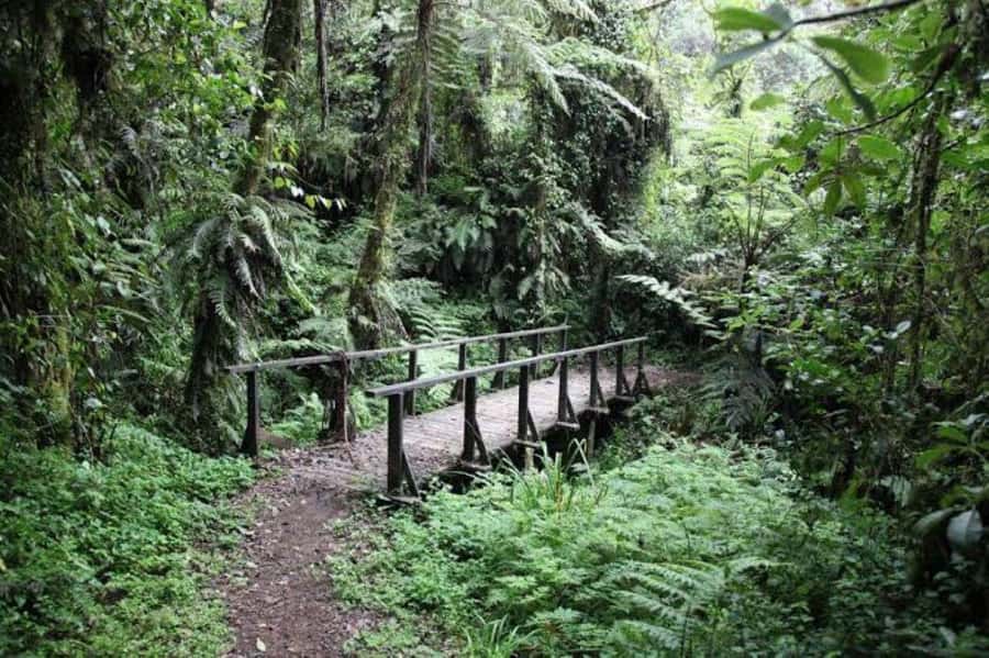 Mount Kilimanjaro National Park Day Trip - How much value do you get for $405?