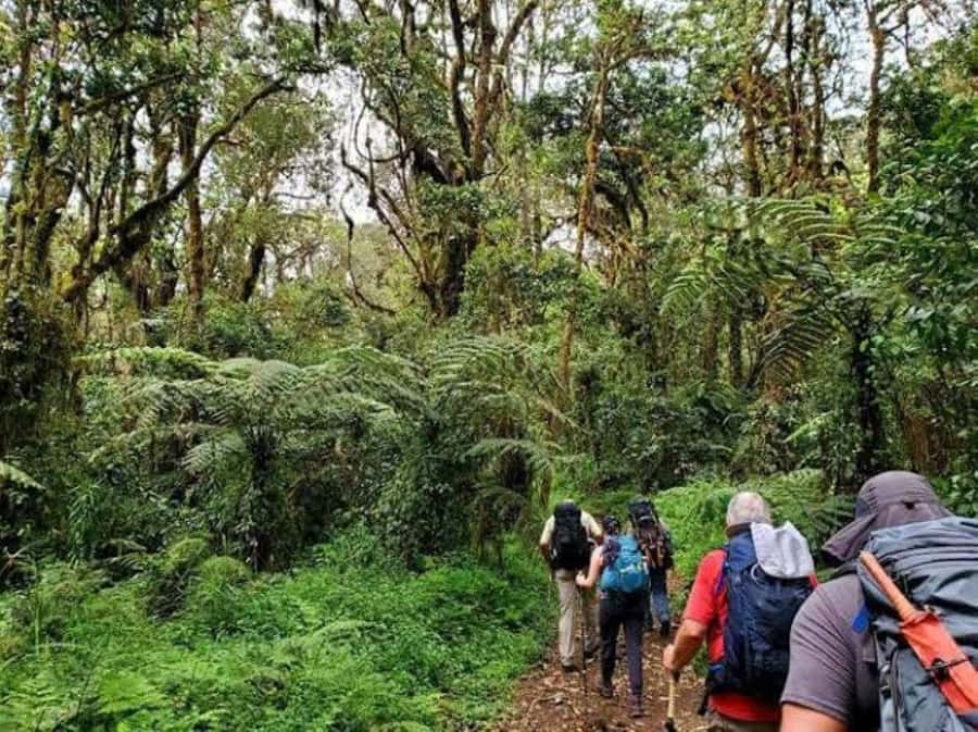 Mount Kilimanjaro National Park Day Trip - Who should book this walk?