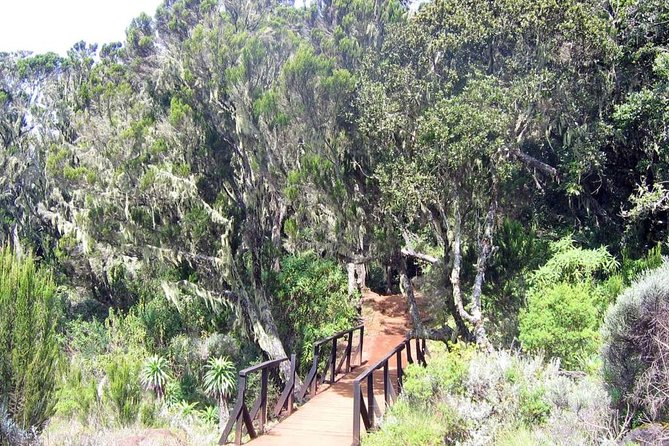 Mt Kilimanjaro Day Hike - Who should book this hike?