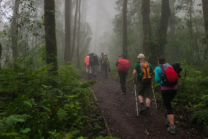 Mt Kilimanjaro Day Hike - The first forest miles on the Marangu Route