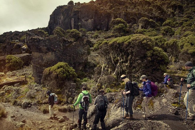 Mt.kilimanjaro-machame Route - Day 2: Shira Camp and the first altitude lesson
