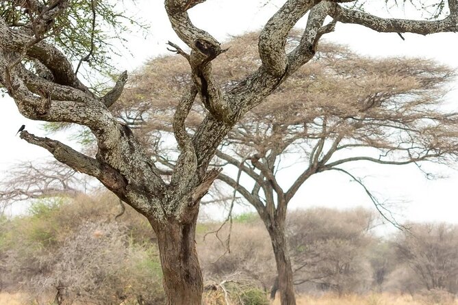Multi-Day Camping Safari Experience in Arusha - Why Ndutu makes this safari different