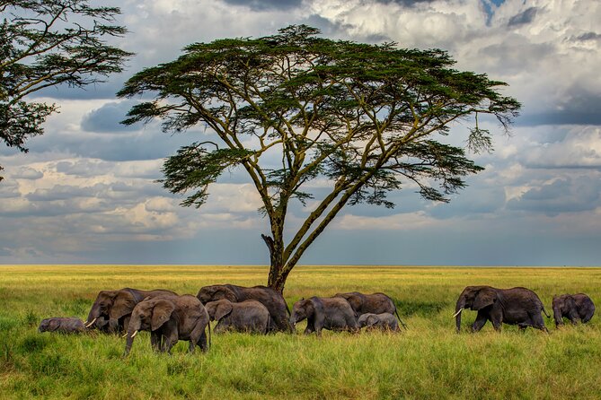 Multi-Day Camping Safari Experience in Arusha - Days 2 and 3: Full attention on Ndutu