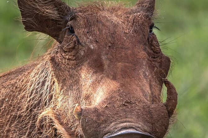 Multi-Day Camping Safari Experience in Arusha - Day 4: Sunrise in the Serengeti, then toward Ngorongoro