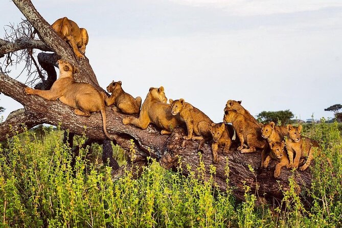 Multi-Day Camping Safari Experience in Arusha - Day 5: Down into Ngorongoro Crater