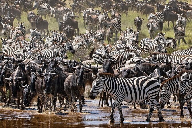 Multi-Day Camping Safari Experience in Arusha - Camping, meals, and the safari vehicle