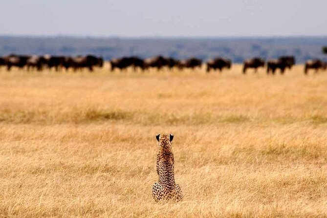 Multi-Day Camping Safari Experience in Arusha - Day 1: Tarangire’s elephants and baobabs