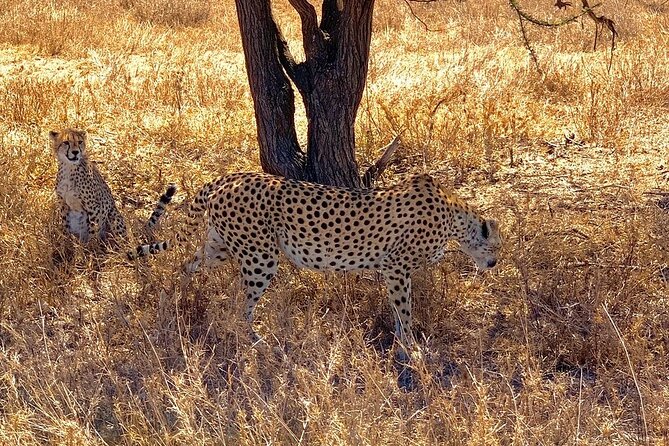 Multi-Day Tanzania Odssey Safari from Arusha - Why this northern Tanzania route works