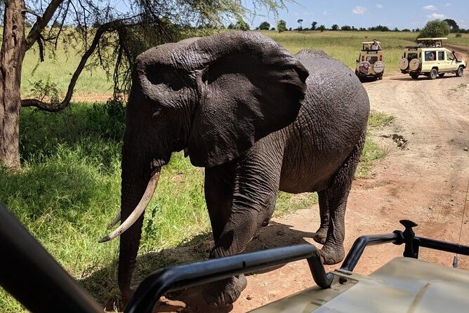 Multi-Day Tanzania Odssey Safari from Arusha - Day 2: Tarangire, elephants, and the River of Life