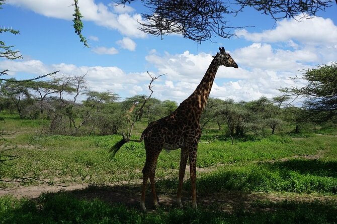 Multi-Day Tanzania Odssey Safari from Arusha - Days 5 and 6: Northern Serengeti and the Mara River