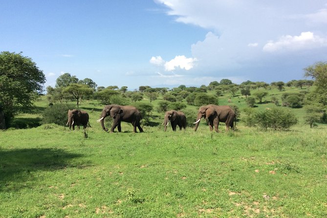 Multi-Day Tanzania Odssey Safari from Arusha - Day 7: Kogatende Airstrip and the flight home