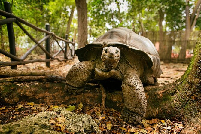 Nakupenda Sandbank and Prison Island Full Day Tour - Prison Island: tortoises, coral reefs, and an old prison