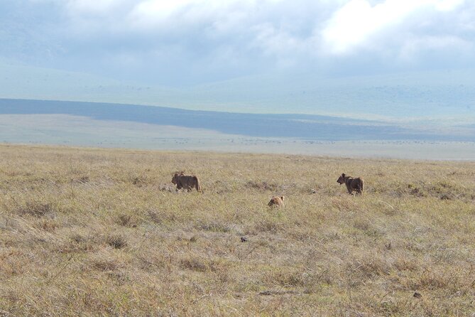 Ngorongoro Adventure Day Tour from Arusha - Five hours among lions, zebras, and hyenas