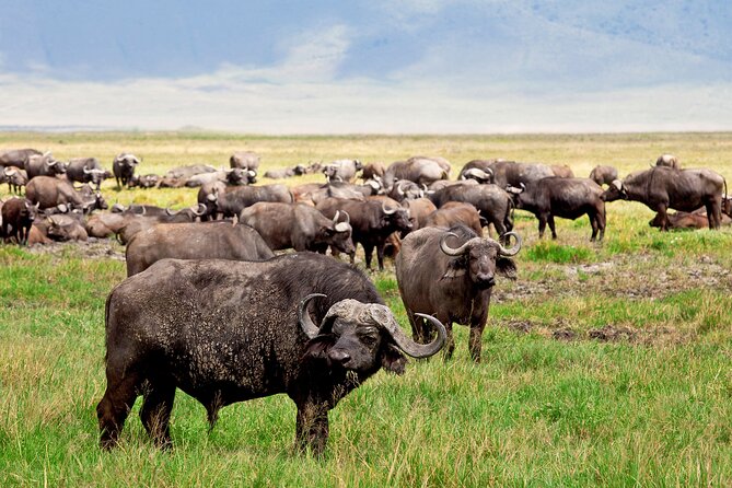 Ngorongoro Crater Day Trip – Shared Group Safari - Why Ngorongoro works as a one-day safari