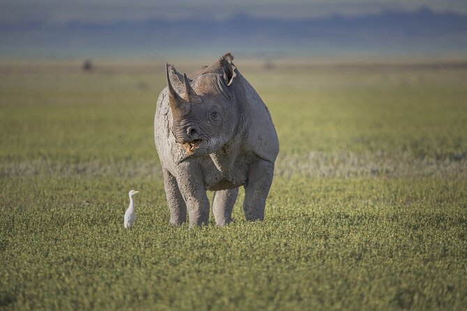 Ngorongoro Crater Day Trip – Shared Group Safari - Game drives across the crater floor