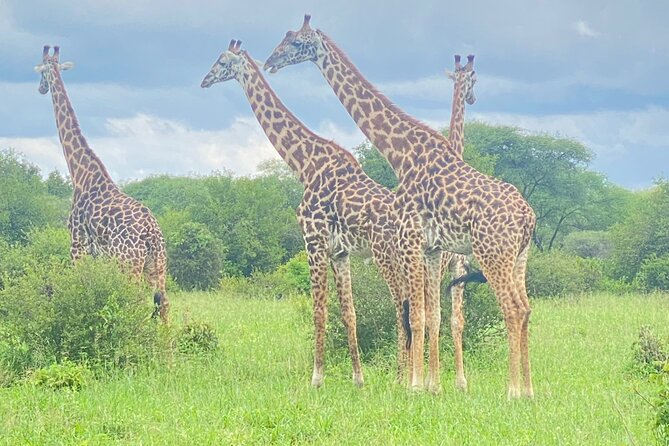 Ngorongoro Crater Day Trip – Shared Group Safari - Wildlife highlights: lions, rhinos, and the Big Five