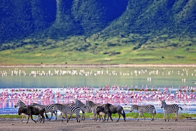 Ngorongoro Crater Day Trip – Shared Group Safari - Hippo pools and a slower wildlife moment