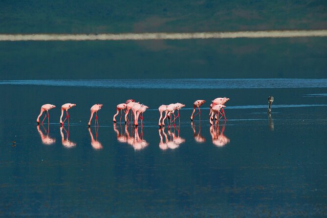 Ngorongoro Crater Day Trip – Shared Group Safari - Picnic lunch in the middle of the safari