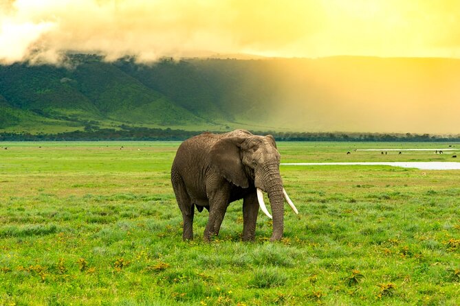 Ngorongoro Crater Exclusive: A Journey into Africa’s Eden - Why Ngorongoro Crater makes a strong one-day safari