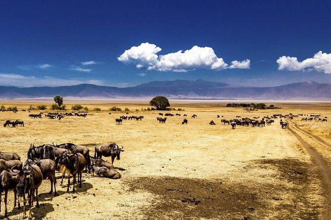 Ngorongoro Crater Exclusive: A Journey into Africa’s Eden - Descending for the exclusive game drive