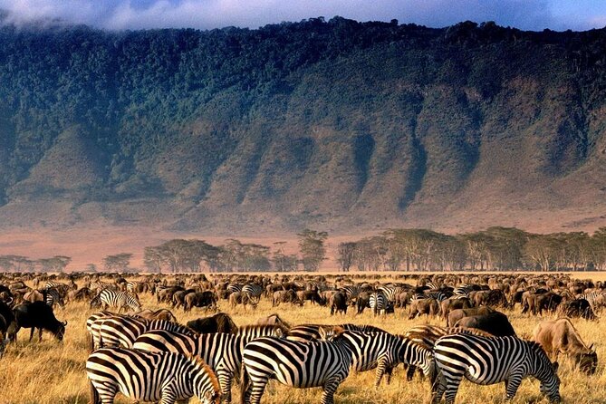 Ngorongoro Crater Exclusive: A Journey into Africa’s Eden - 8:30 a.m. at the Crater Rim