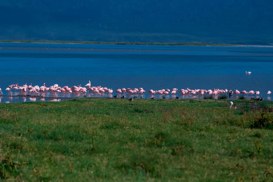 Ngorongoro Crater: Full-Day Safari Tour - Who should book this day trip?